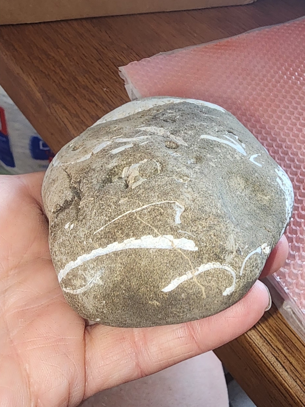Hag Stone With Fossilized Shells In It - Picture 2 of 6